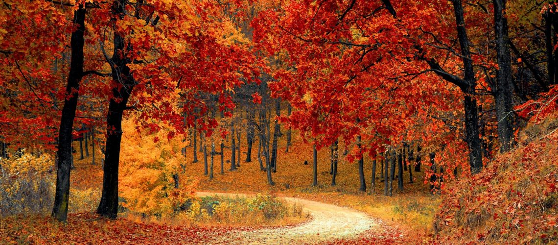 autumn-colorful-colourful-33109-1