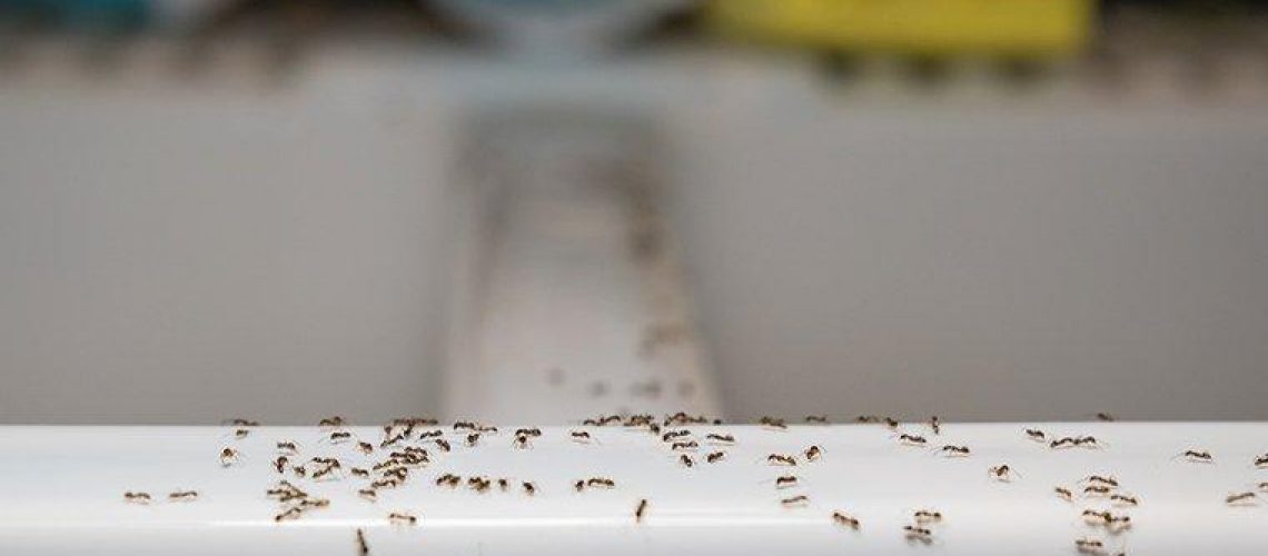 ants-crawling-in-kitchen